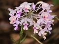 Dominy's Calanthe